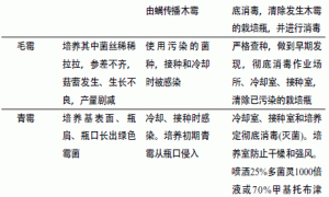 秀珍菇高产栽培技术