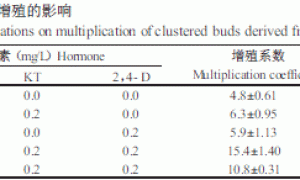 白背三七组织培养技术