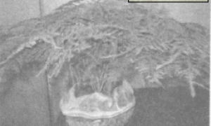 文竹的家庭盆栽