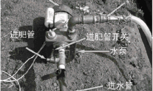 大棚生姜早熟高效栽培技术