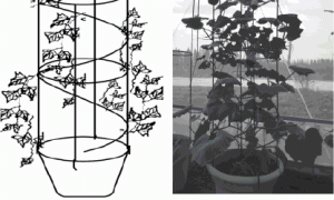 观赏南瓜、西葫芦无土盆栽和盆景造型技术