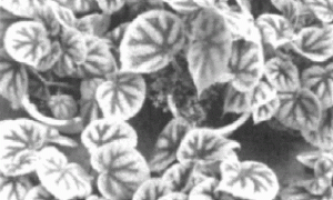 铁十字秋海棠的家庭栽培及养护