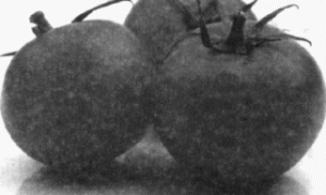 番茄病虫害实用防治技术