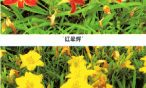 大花萱草的栽培管理