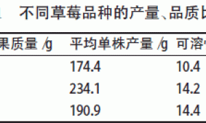 早熟草莓立体无土栽培技术