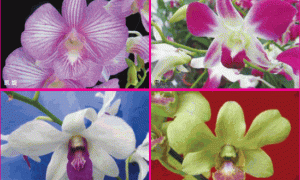 秋石斛品种及其温室栽培