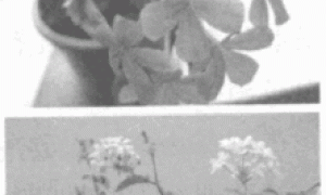 蓝雪花的引种栽培