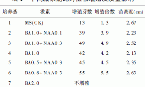非洲菊无土栽培新方式技术研究