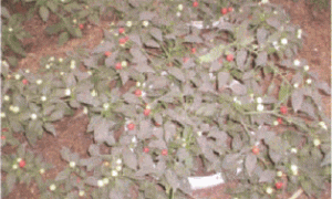 观赏椒的无土盆栽技术