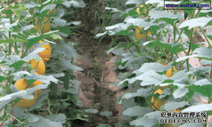 薄皮甜瓜有机生态型无土栽培技术要点