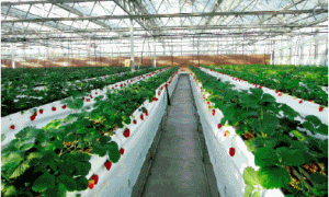 草莓无土栽培设施装备的研究应用