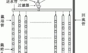 芹菜的NFT工厂化栽培技术