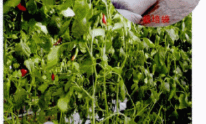 温室辣椒袋式无土丰产栽培技术