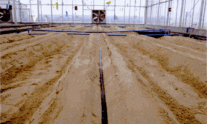 设施黄瓜素沙基质营养液栽培技术