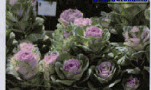 羽衣甘蓝日光温室切花栽培管理技术