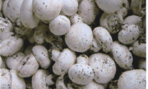 双孢菇三级菌种规范制作技术