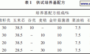 基于麦秸原料的鸡腿菇高效栽培试验