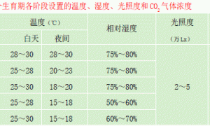 温室甜瓜无土栽培技术规程