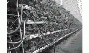 草莓现代化高效育苗技术