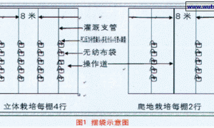 一种新型无土栽培技术–无纺布袋容器基质栽培技术