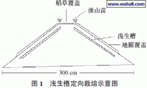 桂淮系列淮山药浅生槽定向高产栽培技术