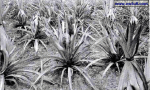 凤竹菠萝高优栽培技术