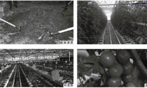 温室越冬番茄长季节无土栽培技术