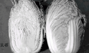 小型大白菜（迷你白菜）种植技术