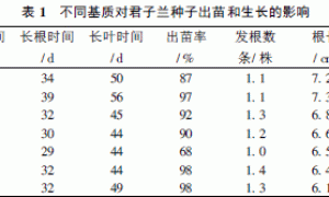 君子兰无土栽培基质选择及其花期调控
