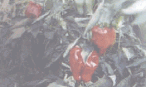 日光温室太空椒早春高产栽培技术