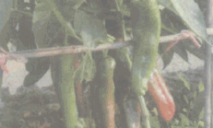 温室辣椒修剪再生延后高效栽培技术