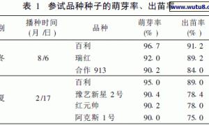 南方大棚无土栽培番茄品种的筛选