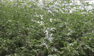 日光温室草莓套种小型西瓜高效栽培模式