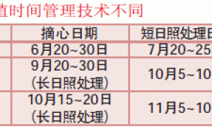 天水地区一品红盆栽管理技术