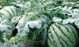 日光温室早春富硒西瓜栽培技术