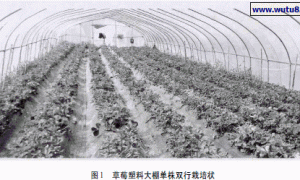 草莓品种塑料大棚栽培的性状表现