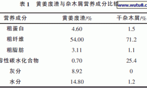 黄姜废渣栽培杏鲍菇技术