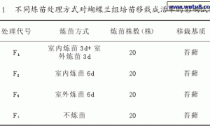 蝴蝶兰组培苗的炼苗移栽技术研究