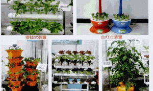 家庭阳台种菜技术系列谈（1）无土栽培专用装置及其使用技术