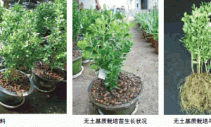 瓜子黄杨出口盆景的无土栽培基质配方