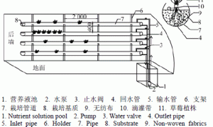 后墙立体栽培草莓提高冬季日光温室内温度