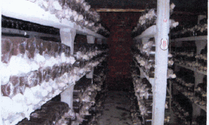 食用菌链孢霉的发生特点与综合防治技术