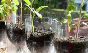 塑料瓶养花种菜