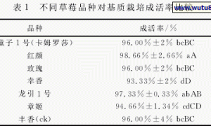 草莓无土反季节栽培品种筛选
