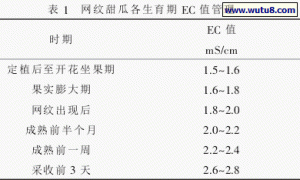 网纹甜瓜岩棉栽培设施建设及营养液管理