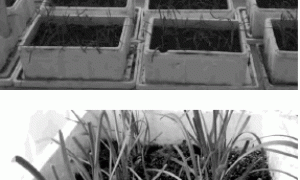 基质盆栽韭菜的栽培管理技术