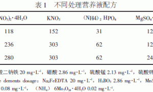 ‘红宝’草莓基质栽培技术研究