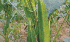 北方黄秋葵露地栽培技术