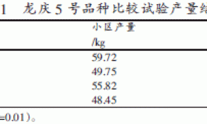 薄皮甜瓜新品种龙庆5号的选育