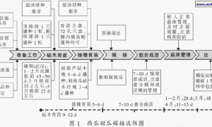 西瓜甜瓜嫁接育苗安全生产技术规程